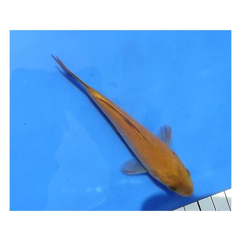 Tosaï : Chagoï éleveur Ikarashi Ozumi