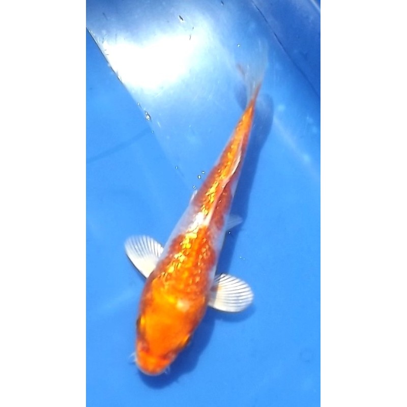 Tosaï : Ginrin Hariwake éleveur Ikarashi Ozumi