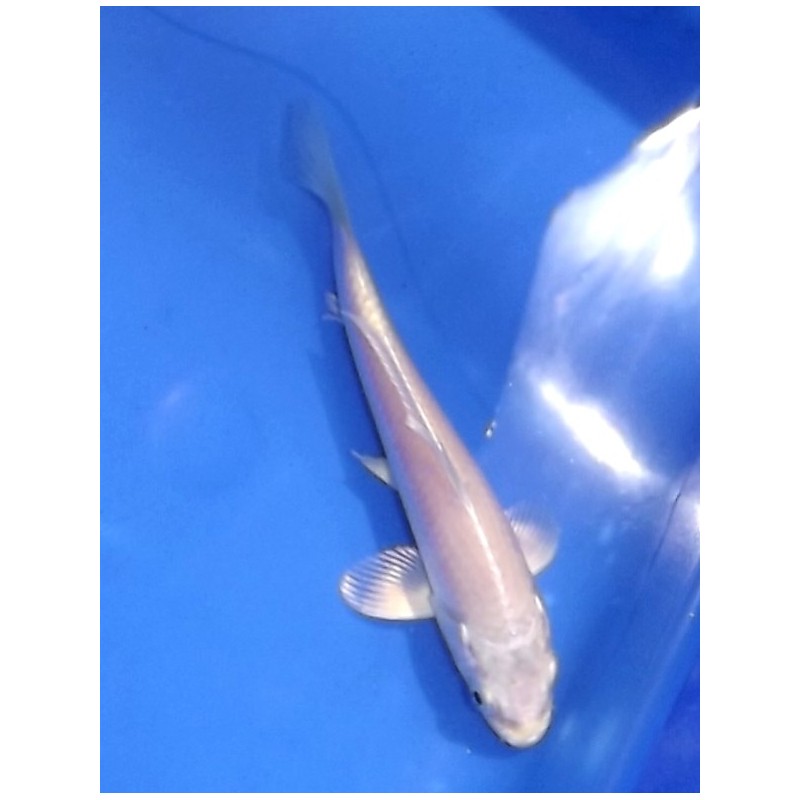 Tosaï : Platinium éleveur Ikarashi Ozumi