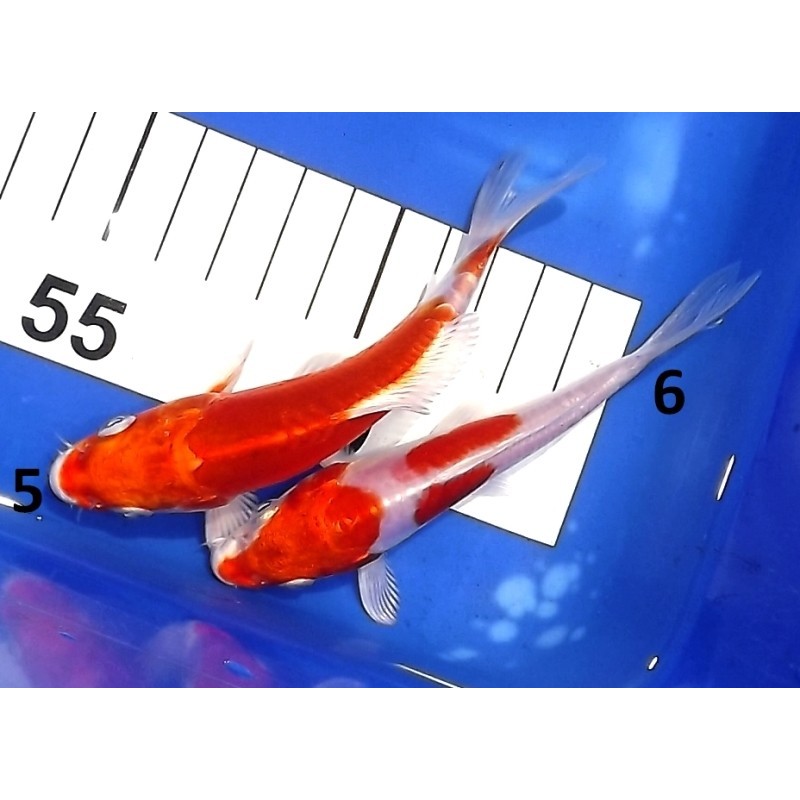 Tosaï : Kikusui éleveur Ikarashi Ozumi