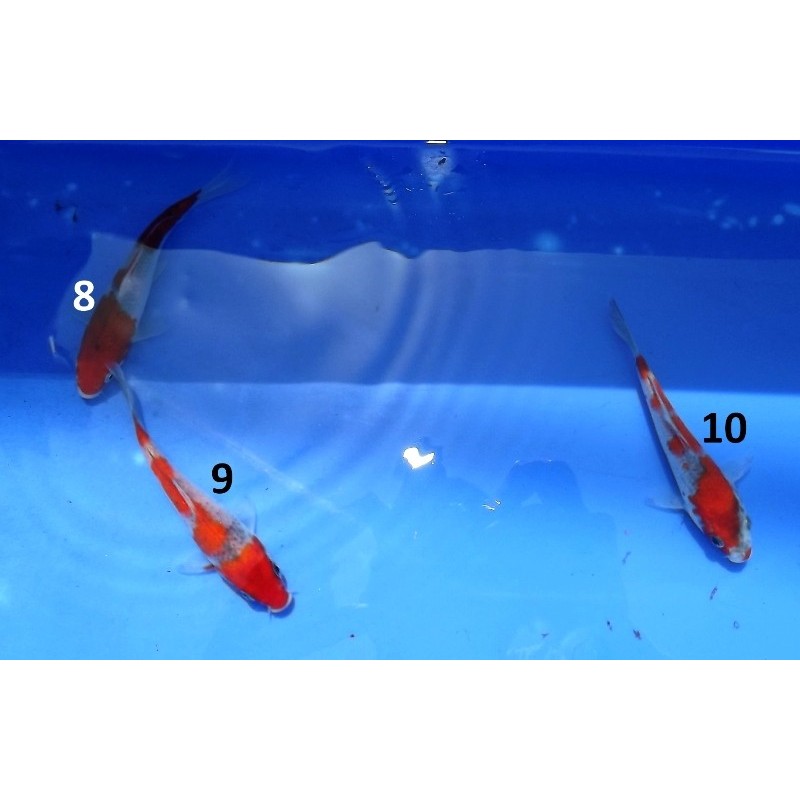 Tosaï : Goshiki éleveur Ikarashi Ozumi