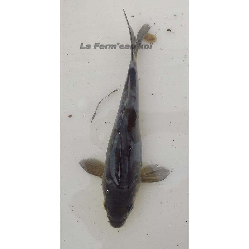 doitsu ochiba shigure 20-25 cm