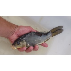 doitsu ochiba shigure 20-25 cm