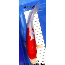 Doitsu Sanke 20-25cm AOKI