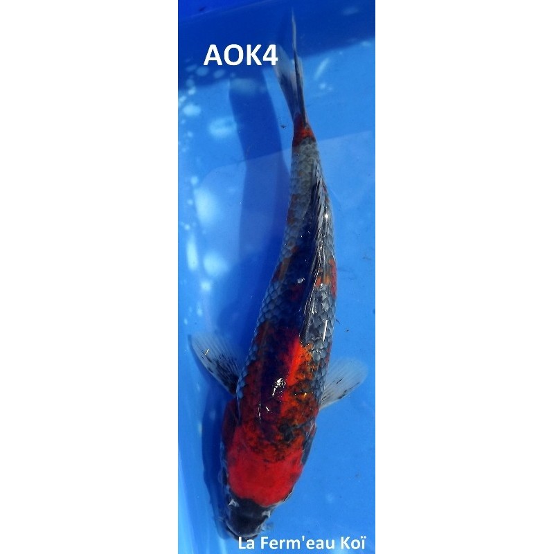 Goshiki traditionnel 25-30cm AOKI