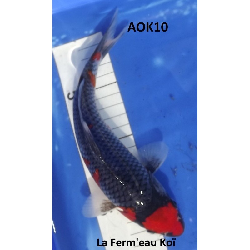 Goshiki 20-25cm AOKI