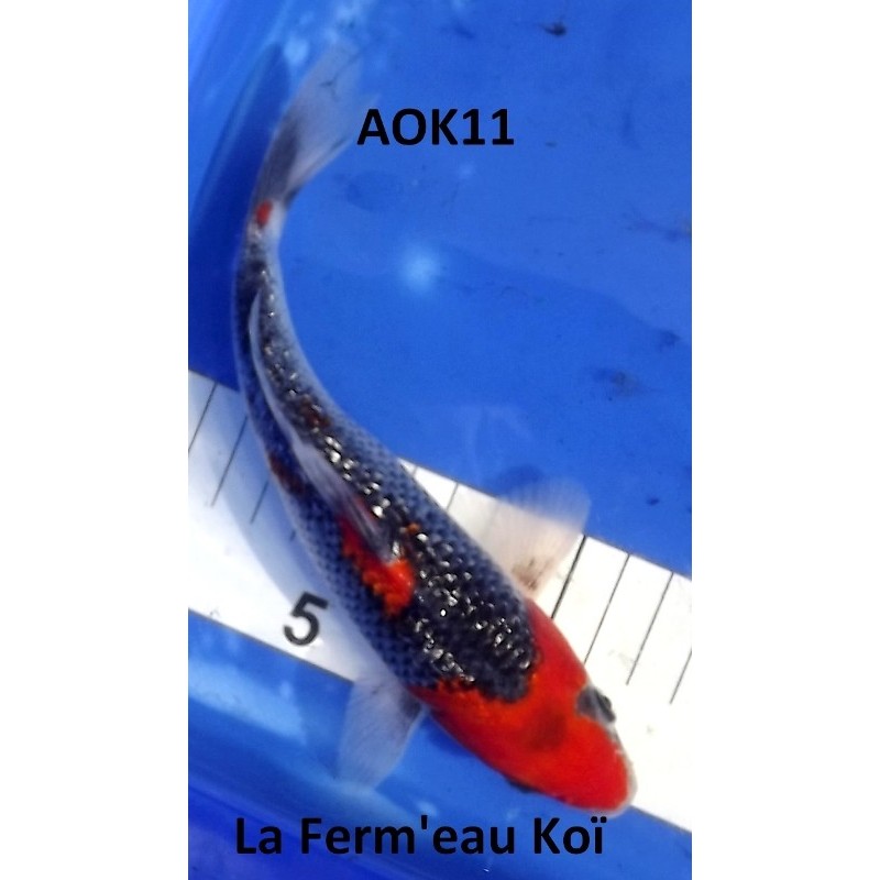 Ginrin Goshiki 20-25cm AOKI