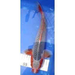 Asagi 30-35cm YAGENJI