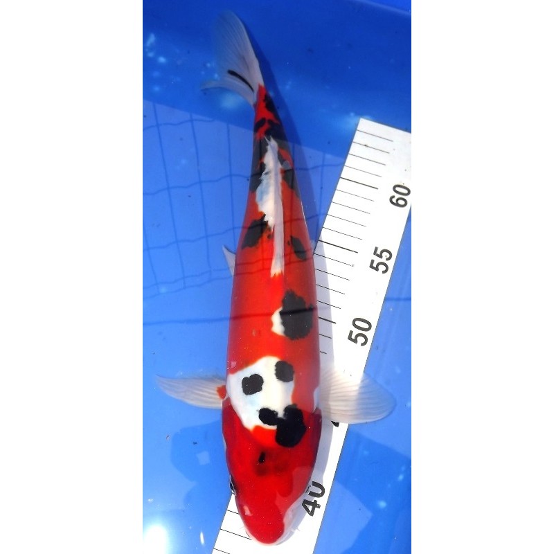 Doitsu Sanke 30-35cm YAGENJI