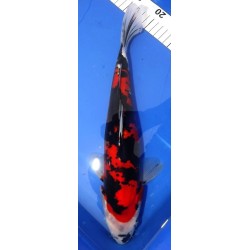 Doitsu Showa 30-35cm YAGENJI