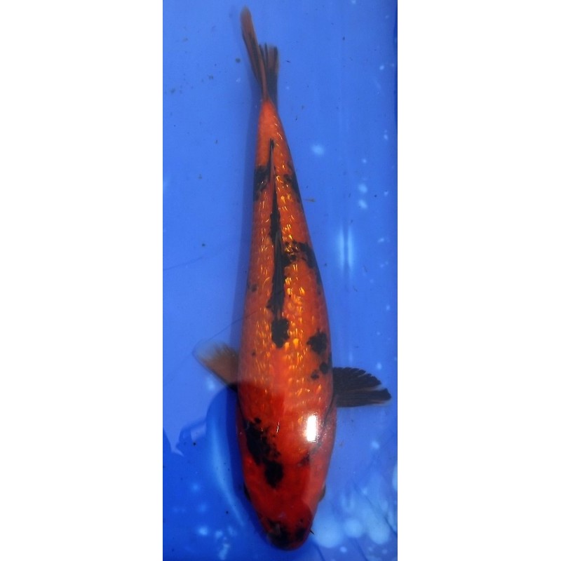 Ginrin Hi Utsuri30-35cm YAGENJI