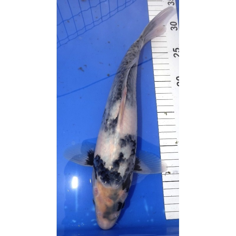 Shiro Utsuri 30-35cm YAGENJI