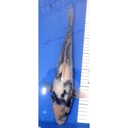 Shiro Utsuri 30-35cm YAGENJI