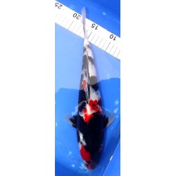 Showa 30-35cm YAGENJI