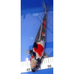 Showa 30-35cm YAGENJI