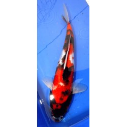 Showa 35-40cm YAGENJI