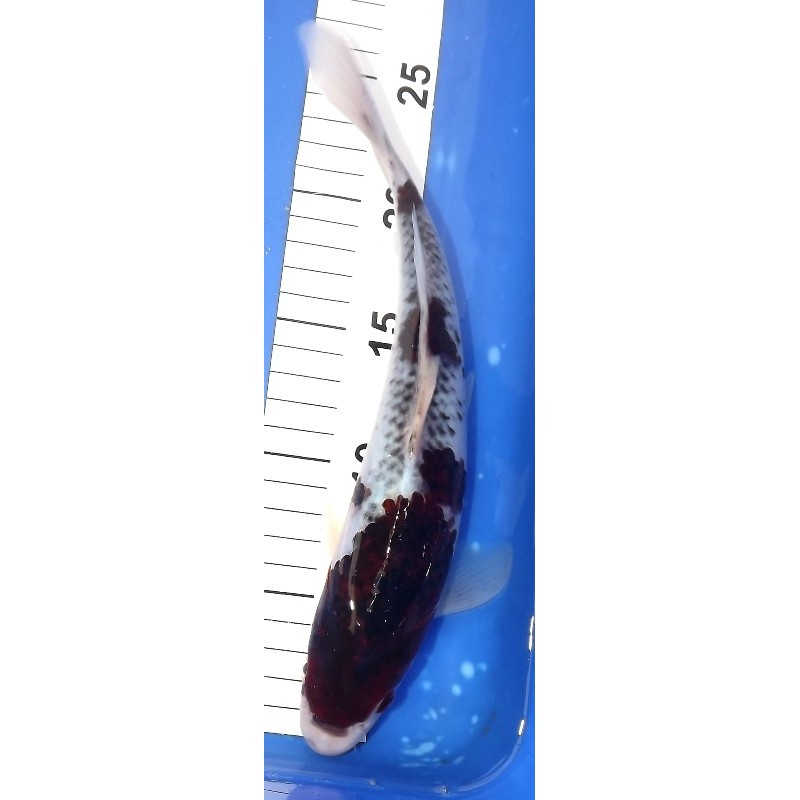 Budo Goromo 25-30cm OOFUCHI