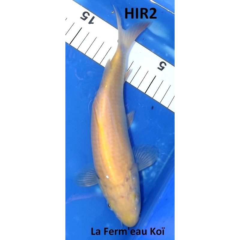 Karashigoï 25cm Hirasawa