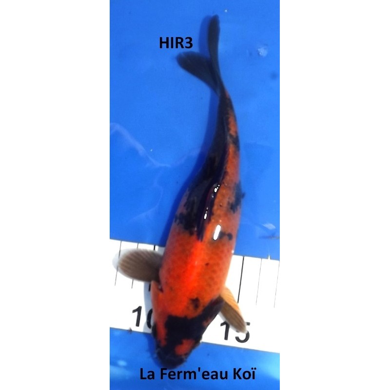 Hi Utsuri 20cm Hirasawa