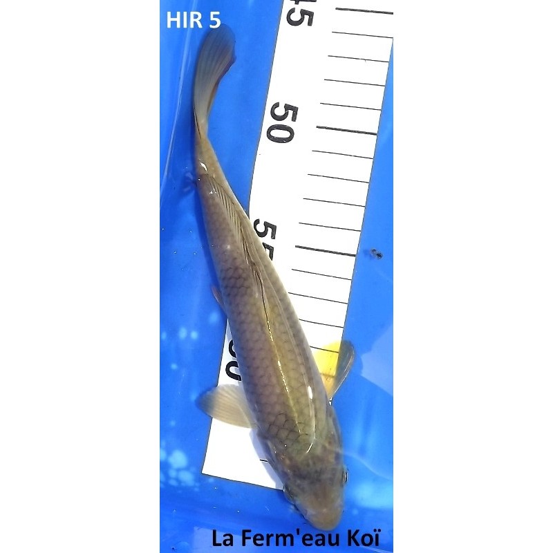 Cha utsuri 20-25cm Hirasawa