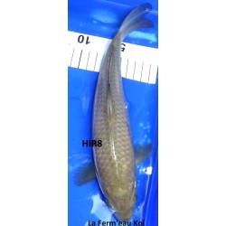 Chagoï 25-30cm Hirasawa