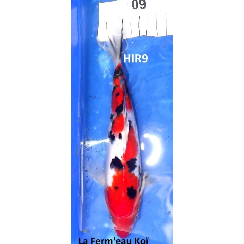 Sanke 25-30cm Hirasawa