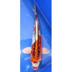 Doitsu Kujaku 30-35cm Hirasawa
