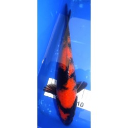 Hi Utsuri Femelle 30-35cm Hirasawa