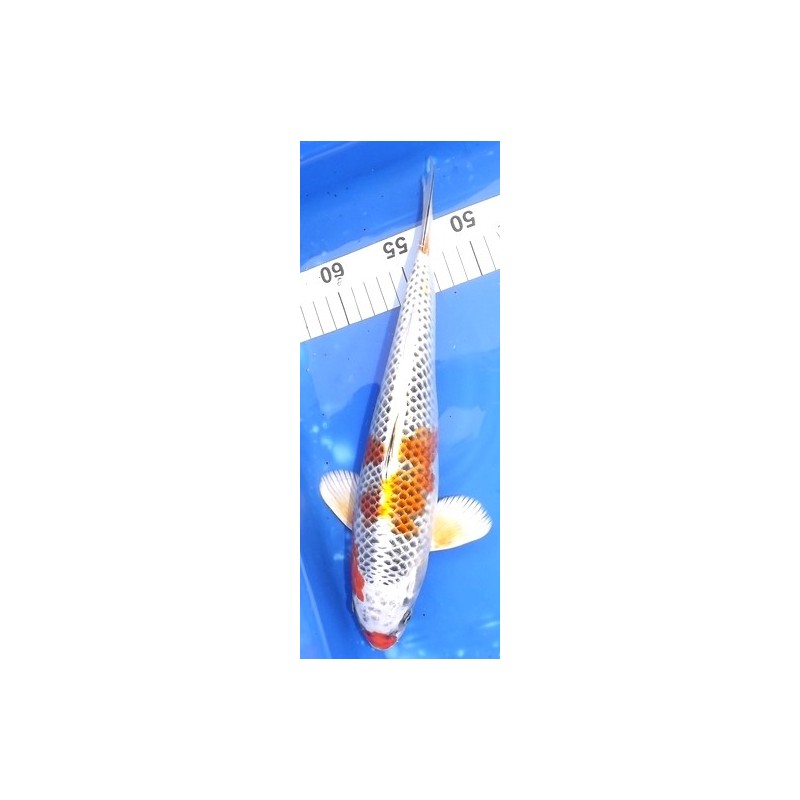 Kujaku 30-35cm Hirasawa