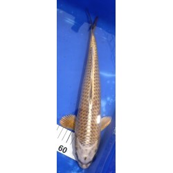 Kabuto 30-35cm Hirasawa