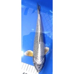 Matsuba 30-35cm Hirasawa