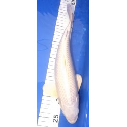 Platinium 30-35cm Hirasawa