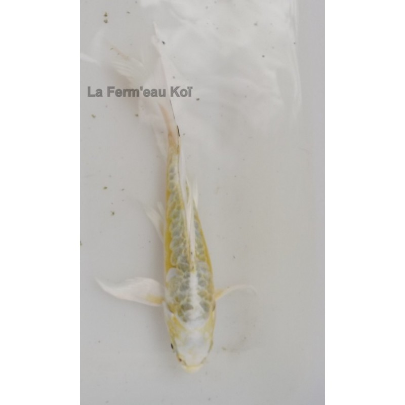 doitsu yamabuki voile 15 -20 cm