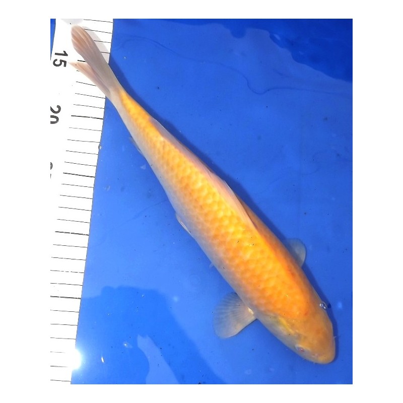 Karashigoï Akame (yeux rouge) Mâle 30-35cm Hirasawa