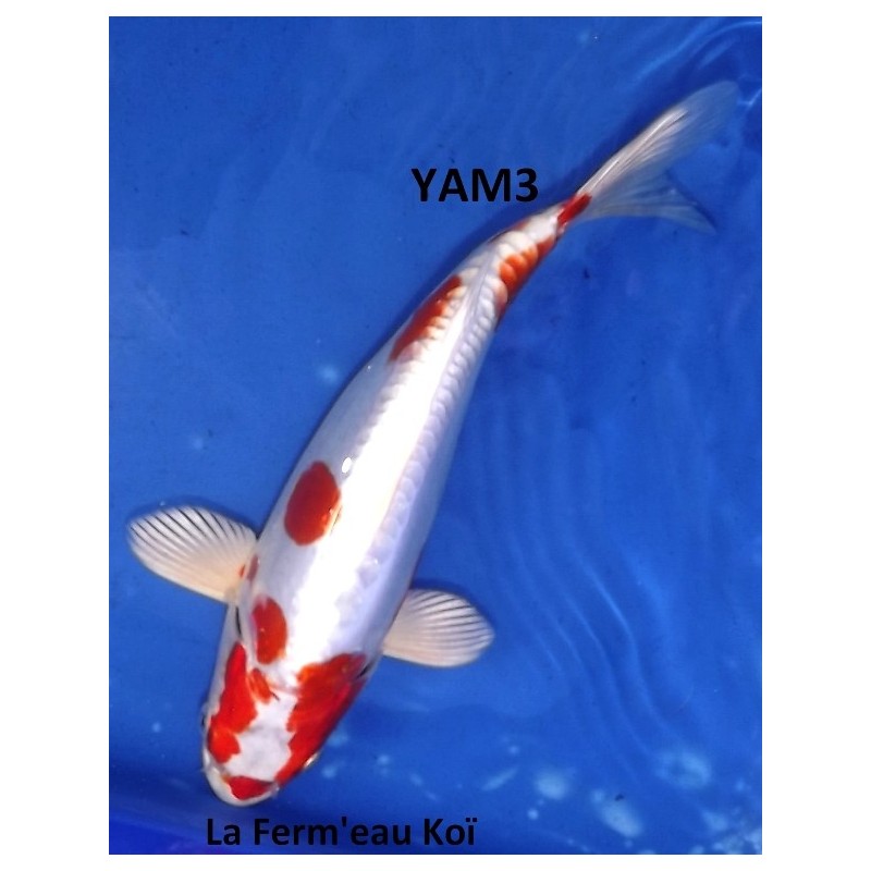 Kikusui 20-25cm YAMAZAKI