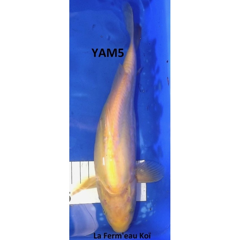 Doitsu Karashigoï 25-30cm YAMAZAKI