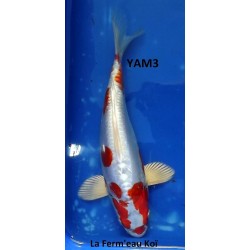 Kikusui 20-25cm YAMAZAKI