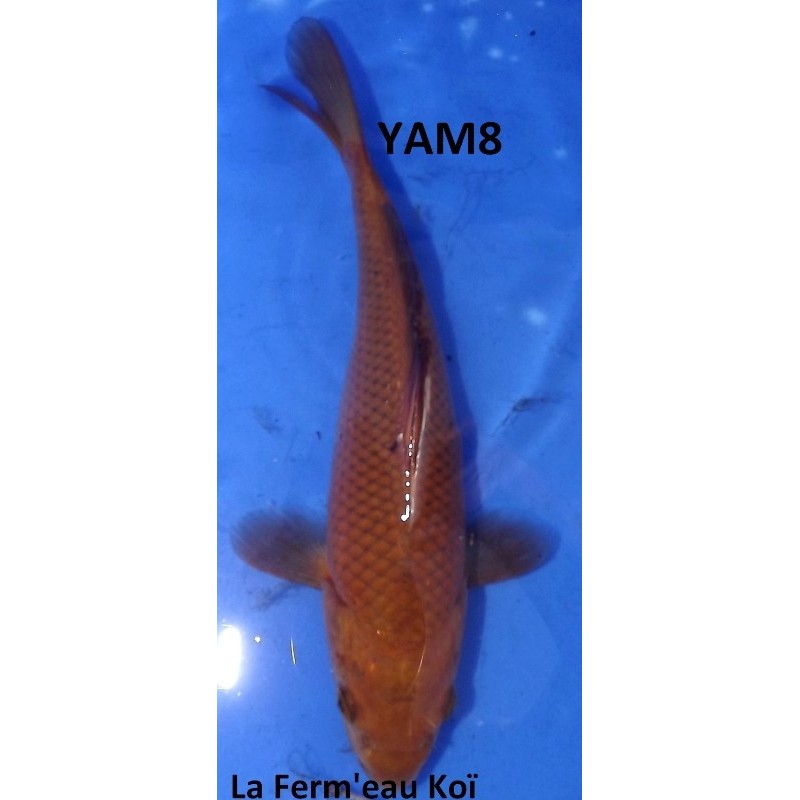 Chagoï 20-25cm YAMAZAKI