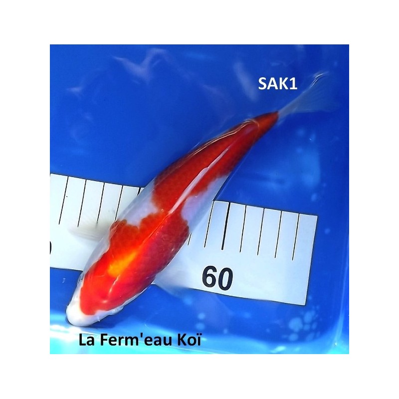 Kohaku 20-25cm SAKAZUME