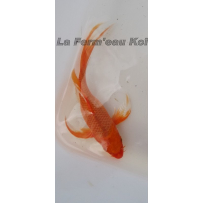 orenji voile 15 -20 cm