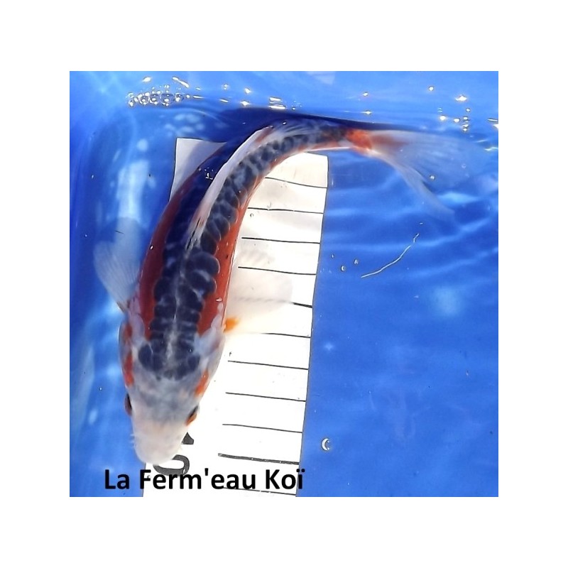 Shusui 18-20cm YAMAJYU