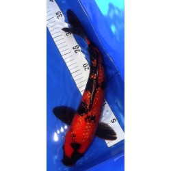 Ginrin Hi Utsuri 39cm KODA