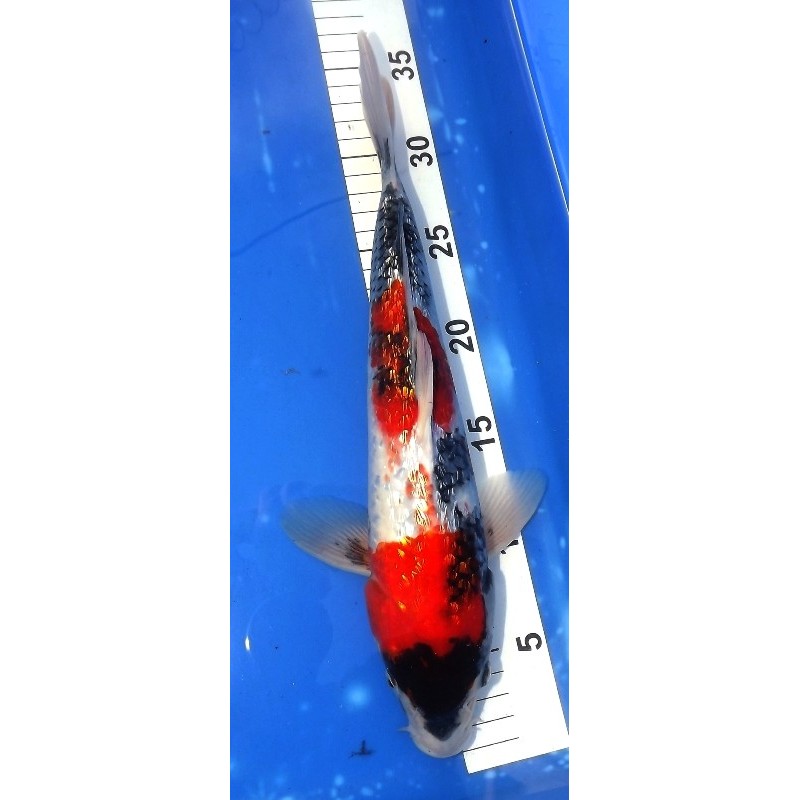 Ginrin Showa 34cm KODA