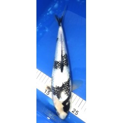 Ginrin Shiro Utsuri 33-34cm KODA