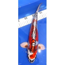 Beni Kikokuryu Femelle 35cm IKARASHI OZUMI