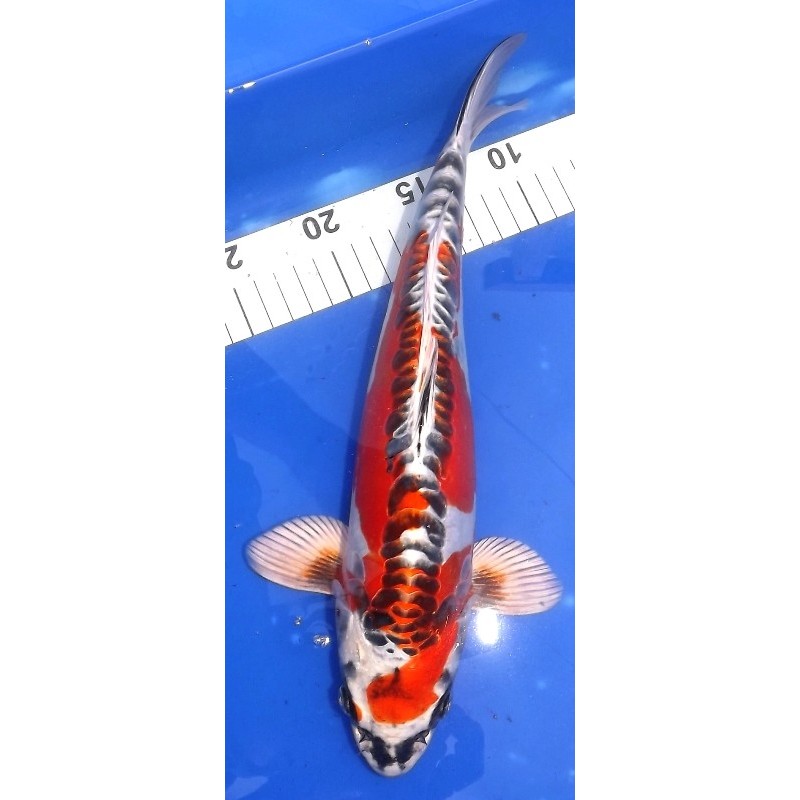 Beni Kikokuryu Femelle 35cm IKARASHI OZUMI