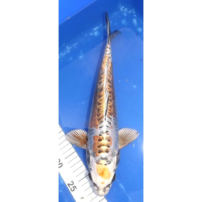 Kin Kikokuryu 35cm IKARASHI OZUMI