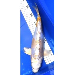 Doitsu Kogane Ochiba 33cm IKARASHI OZUMI