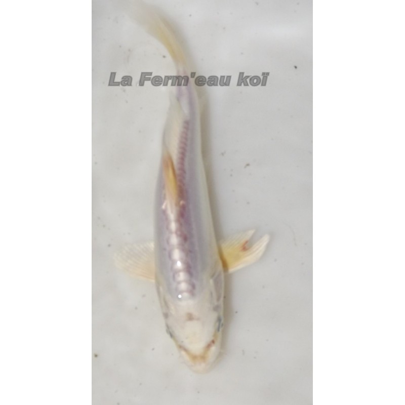 doitsu platinium 15-20 cm