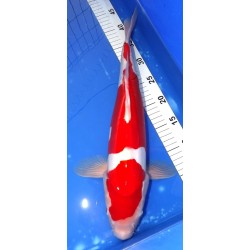 Doitsu Kohaku 46cm MARUHIDE